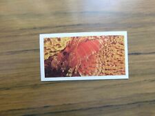 Lion turkey fish for sale  BATH