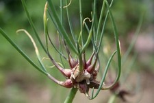 Bulbilles oignon rocambole d'occasion  Vielle-Saint-Girons
