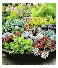 Winterharte sedum mischung gebraucht kaufen  Bensheim