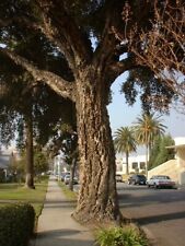 Left yeacork oak for sale  Fullerton