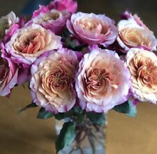 Japanese rose miyabi for sale  SOUTHSEA