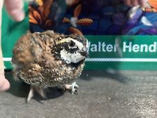 Northern bobwhite quail for sale  Mayo