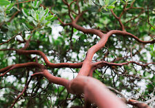 Austin griffiths manzanita for sale  Albany