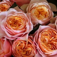 Rose vuvuzela peach for sale  SHOREHAM-BY-SEA