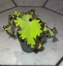 Begonia rex jive for sale  NEWPORT