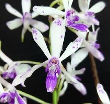 Rare vandachostylis tss for sale  HALSTEAD
