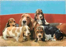 Animals dogs basset d'occasion  Expédié en Belgium