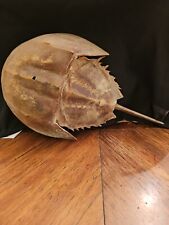 Horseshoe crab shell for sale  Santa Rosa