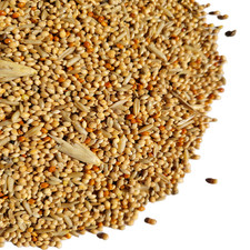 Budgie seed 350g for sale  TONBRIDGE