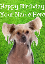 Chinese crested dog usato Chinese crested dog usato  Spedire a Italy