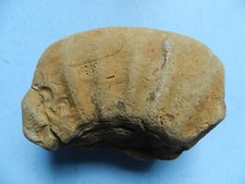 Small section ammonite for sale  MANCHESTER