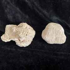 Two fossilized brain for sale  Los Angeles