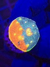Rainbow chalice wysiwyg for sale  UK