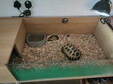 Tortoise set for sale  BIRMINGHAM