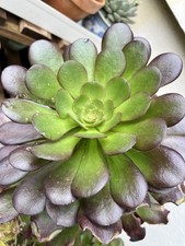 Boutures cactus aeonium d'occasion  Montpellier-