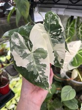 Alocasia frydek albo for sale  Quincy