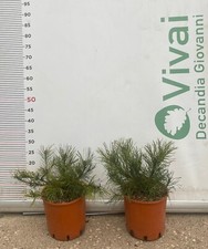 Pianta pinus mugo usato  Altamura