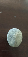 sea urchin fossil for sale  Wilton
