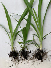 Spider plants well for sale  WELLING