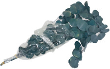 Eucalyptus populus dried for sale  Rancho Cucamonga