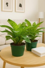 Pack vrissea gigantea for sale  Homestead
