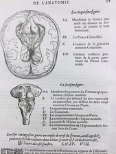 Neurologie anatomie cerveau d'occasion  Tuchan