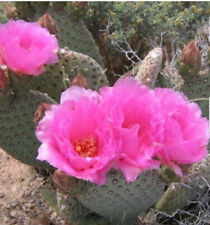 Opuntia basilaris beaver for sale  North Las Vegas