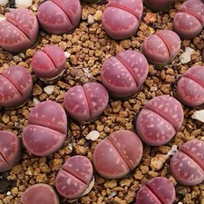 Lithops livacea nebrownii gebraucht kaufen  München