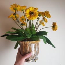 Yellow daisy flower for sale  Hackettstown