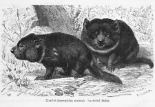 Beutelteufel sarcophilus harri gebraucht kaufen  Lauenburg/ Elbe