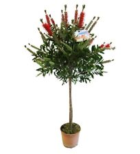 Pianta callistemon red usato  Piazza Armerina