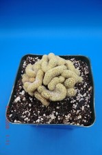 Mammillaria elongata cristata for sale  Murrieta