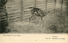 Congo antelope congo d'occasion  Expédié en Belgium