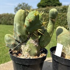 Cereus bridgesii mostruoso usato  Arezzo