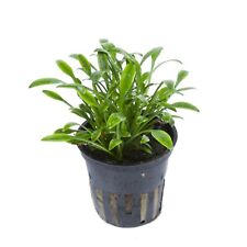 Cryptocoryne parva tropica for sale  MANSFIELD