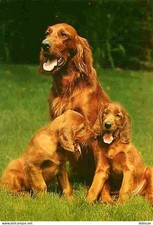 Animaux chiens setter d'occasion  Fruges