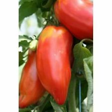 Pomodoro andina cornue usato  Reggio Calabria