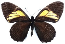 Papilio euterpi nus gebraucht kaufen Papilio euterpi nus gebraucht kaufen  München
