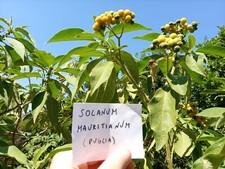 500 semi solanum usato  Castro