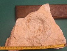 Lotto fossili con usato Lotto fossili con usato  Avellino