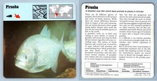 Piranha bony fish for sale  SLEAFORD
