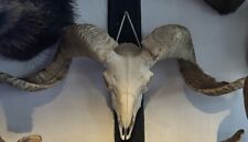 Tibetan ram skull for sale  SOLIHULL