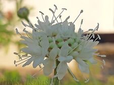 Seeds cephalaria leucantha for sale  Shipping to Ireland