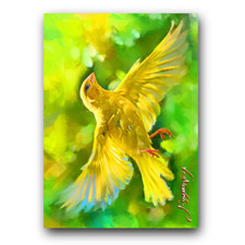 yellow canary birds for sale yellow canary birds for sale Pasco