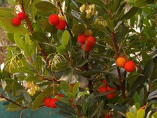 Semi arbutus unedo usato  Trappeto