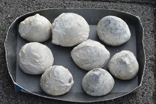 Fossilien kreide höver gebraucht kaufen  Völklingen