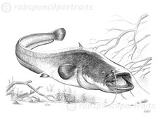 Wels catfish art for sale  HEMEL HEMPSTEAD