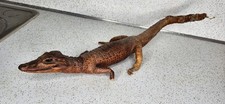 Vintage 1950s taxidermy for sale  Pandora