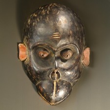 African yombe monkey for sale  New York