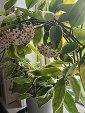 Hoya wax plant for sale  BATHGATE